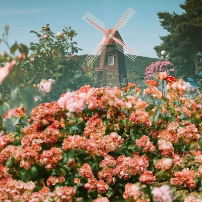 BOB·体育手机APP